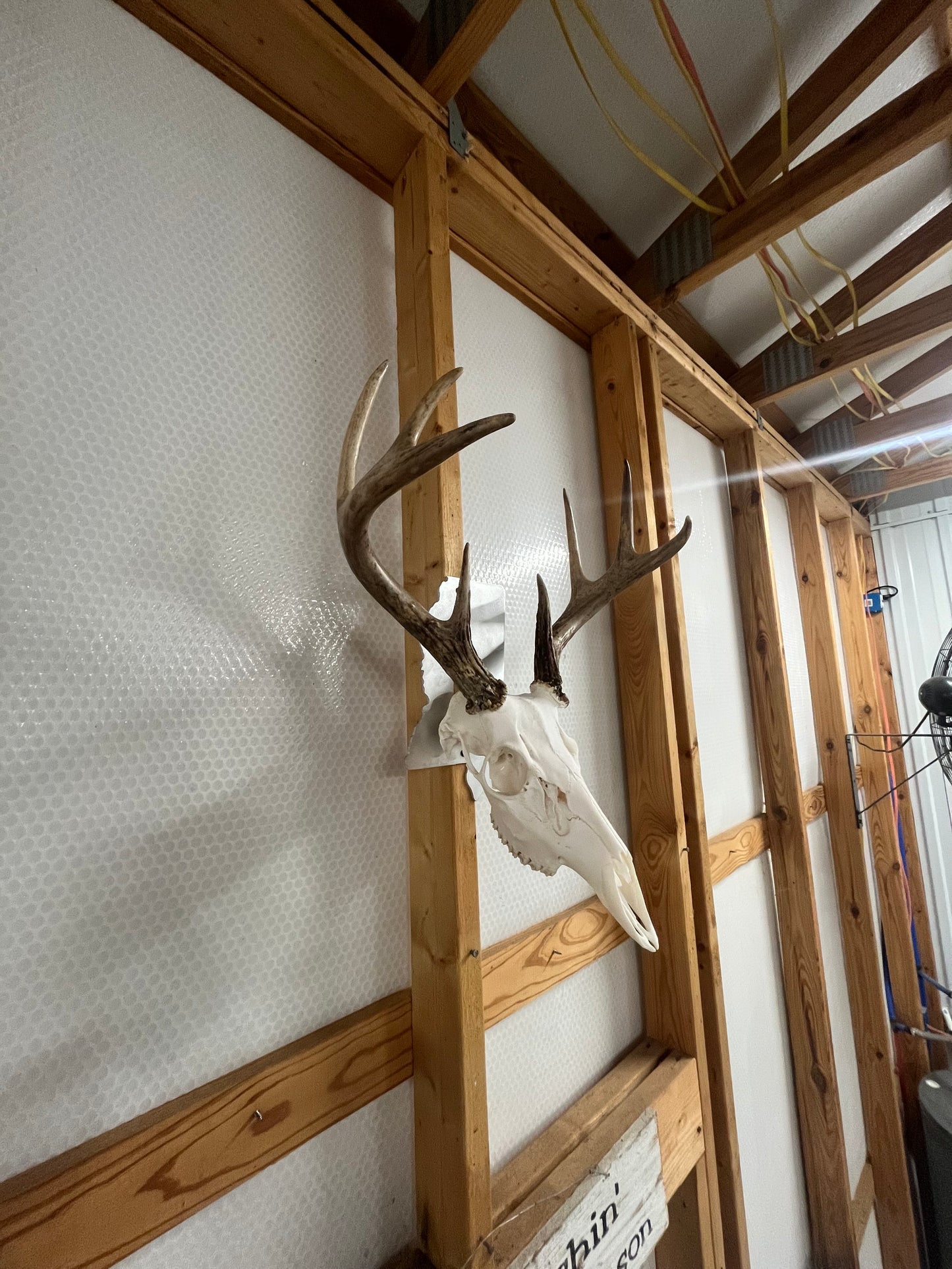 State-Shaped European Skull Mount