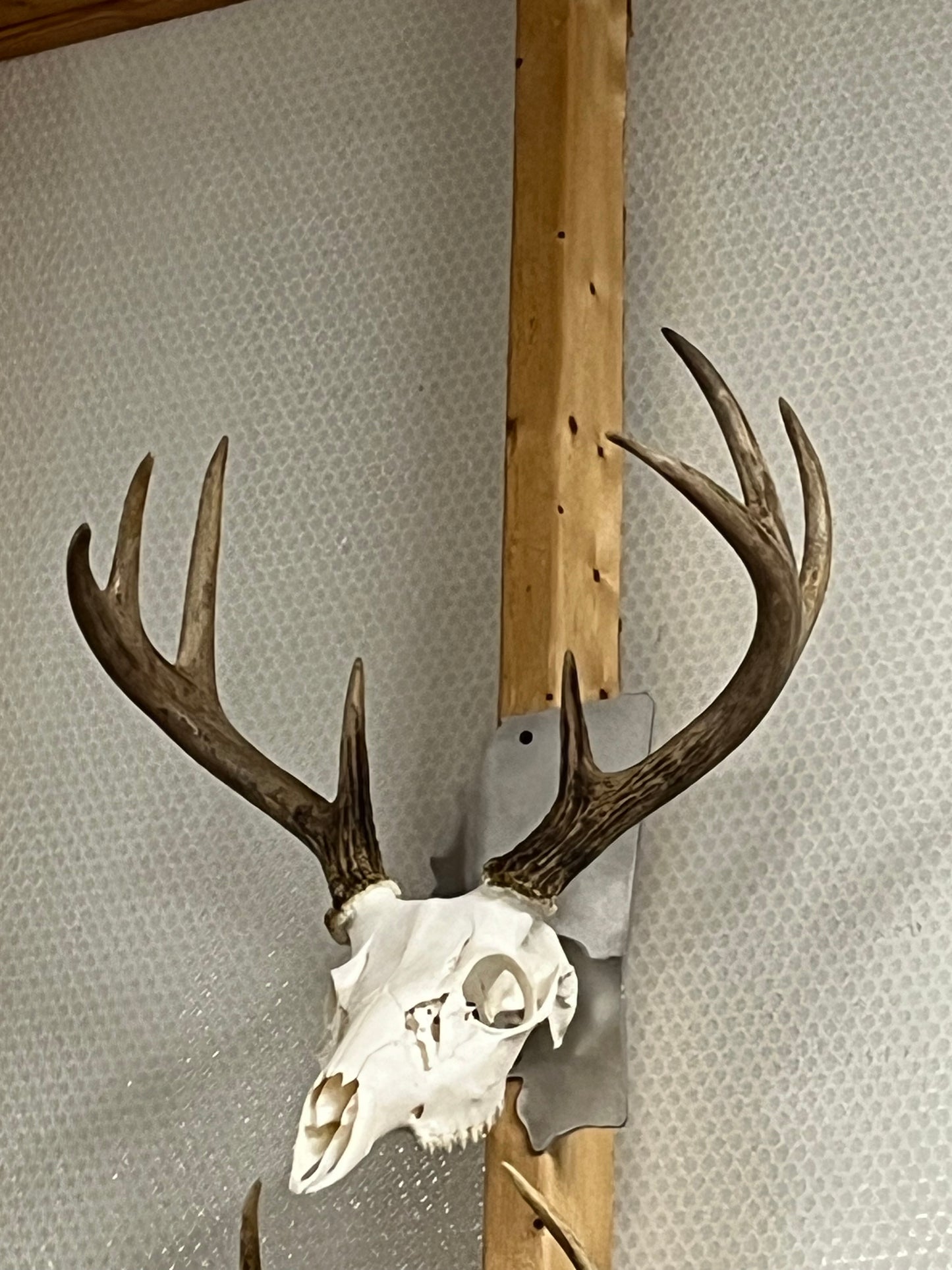 State-Shaped European Skull Mount